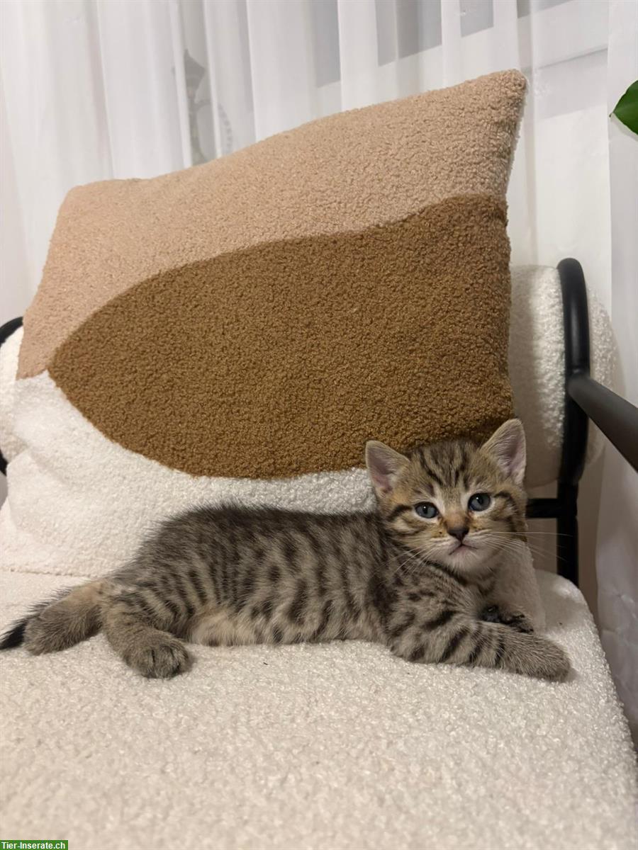 Bild 2: BKH Kitten, männlich suchen neues Zuhause