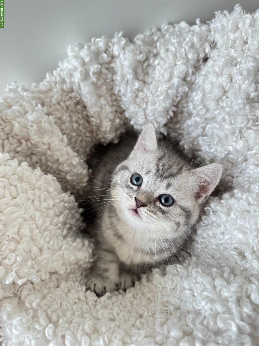 Bild 4: BKH Kitten, männlich suchen neues Zuhause