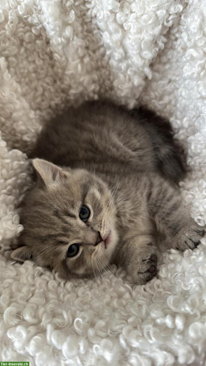 Bild 6: BKH Kitten, männlich suchen neues Zuhause