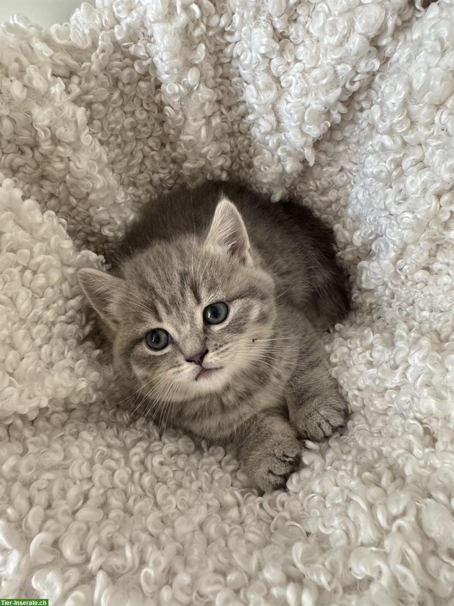 Bild 7: BKH Kitten, männlich suchen neues Zuhause