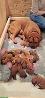 Aylas und Krümels Bordeaux Doggen Welpen