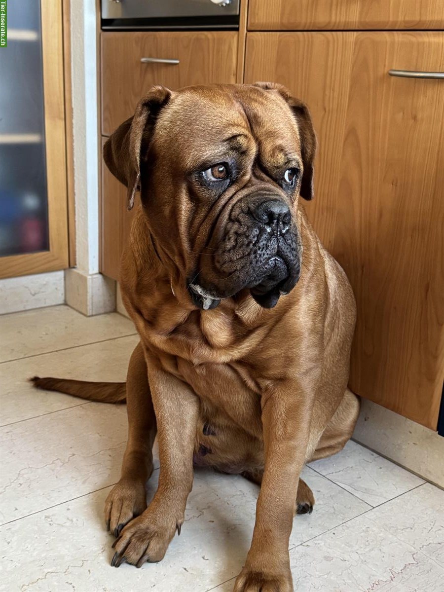Bild 2: Aylas und Krümels Bordeaux Doggen Welpen