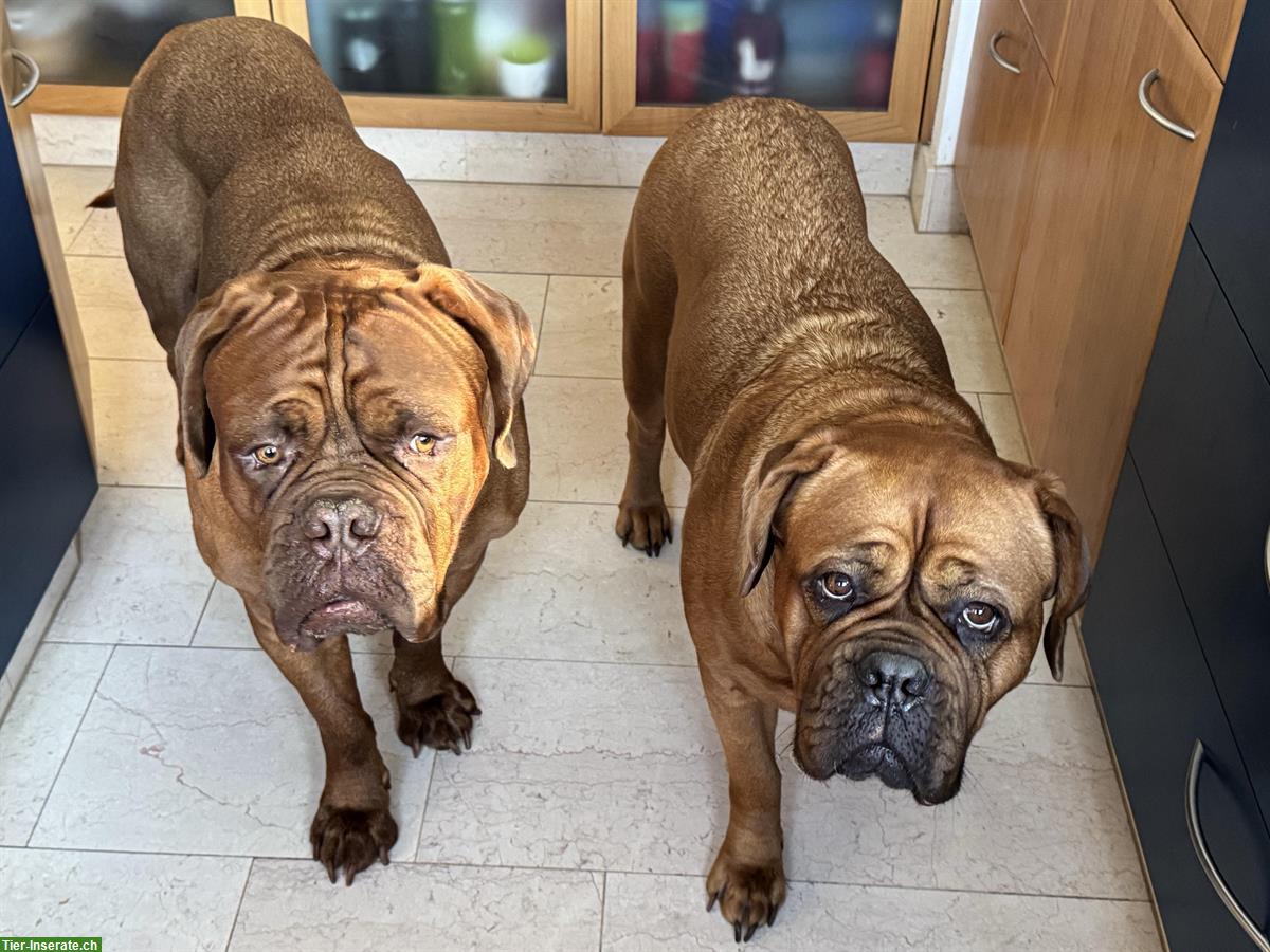 Bild 3: Aylas und Krümels Bordeaux Doggen Welpen