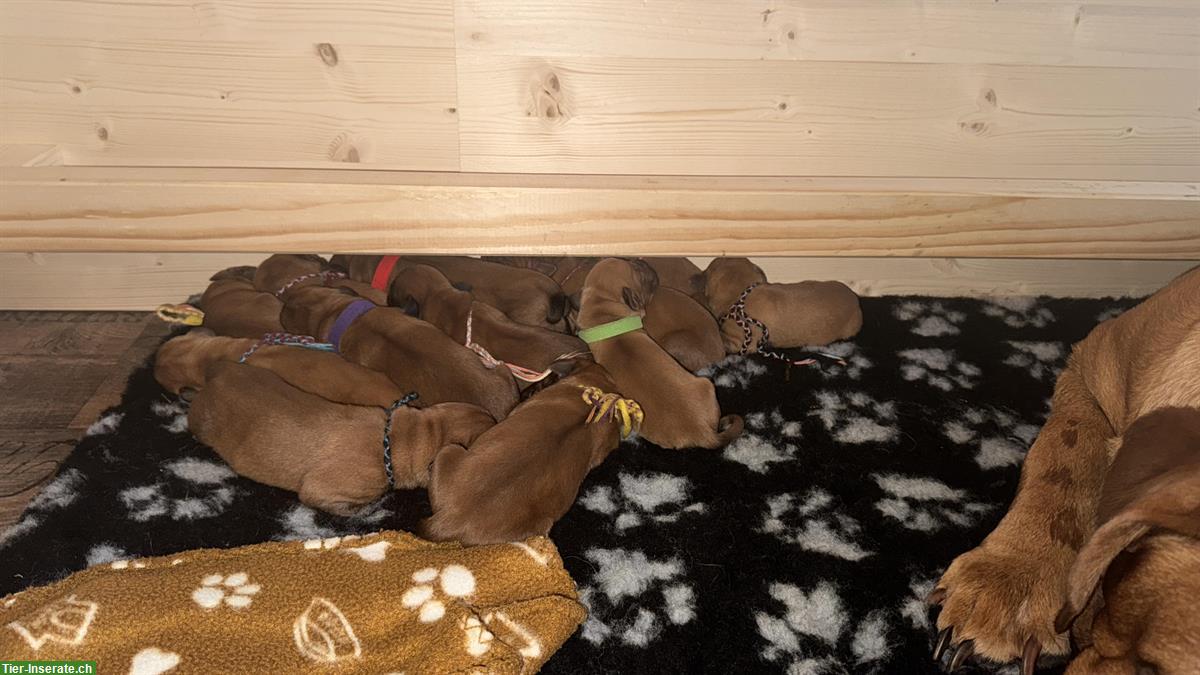 Bild 4: Aylas und Krümels Bordeaux Doggen Welpen