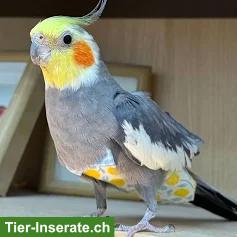 Nymphensittich Henne GESUCHT