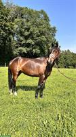 Reitbeteiligung für Endpasspony gesucht, Schönholzerswilen TG