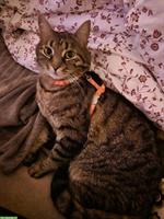 Tom, ein kleiner verspielter Tiger Kater, 8-jährig