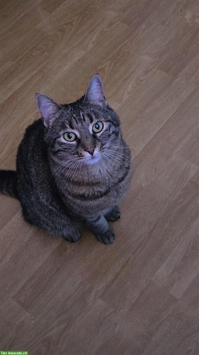 Bild 2: Tom, ein kleiner verspielter Tiger Kater, 8-jährig