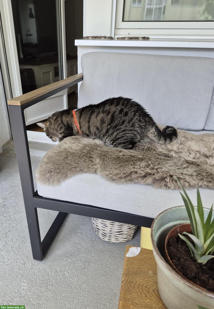Bild 4: Tom, ein kleiner verspielter Tiger Kater, 8-jährig