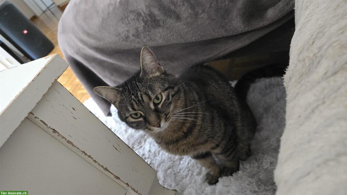 Bild 5: Tom, ein kleiner verspielter Tiger Kater, 8-jährig