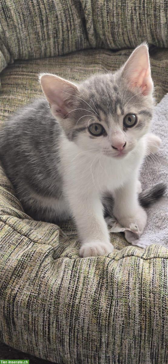 Kitten, Kätzchen vom Bauernhof