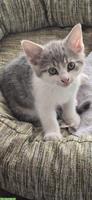 Kitten, Kätzchen vom Bauernhof