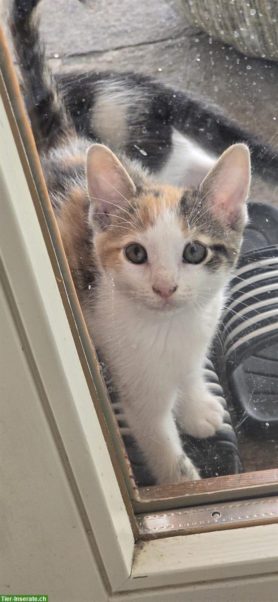 Bild 2: Kitten, Kätzchen vom Bauernhof