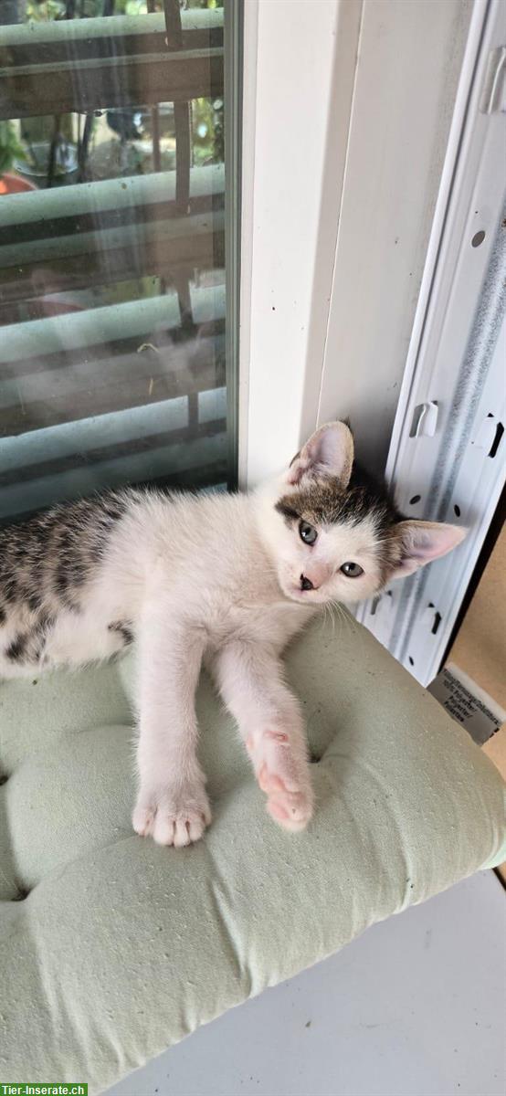 Bild 3: Kitten, Kätzchen vom Bauernhof