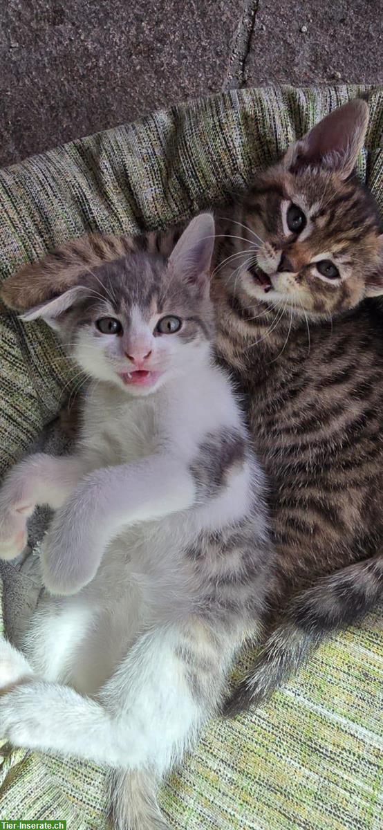 Bild 4: Kitten, Kätzchen vom Bauernhof