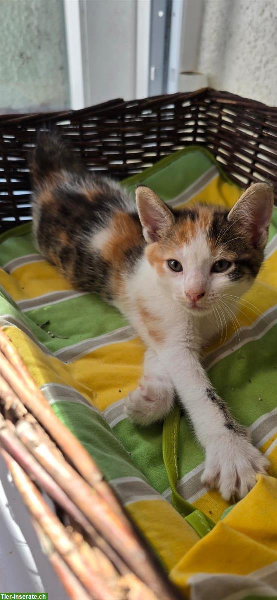 Bild 5: Kitten, Kätzchen vom Bauernhof