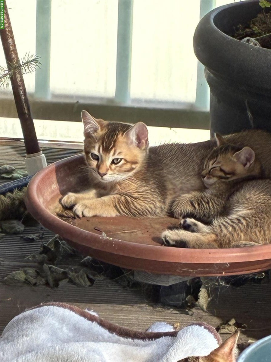 Britisch Langhaar x Bengal Mix Katerchen
