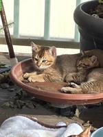 Britisch Langhaar x Bengal Mix Katerchen