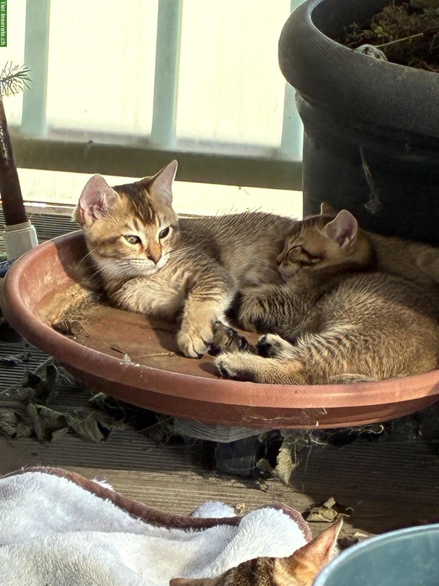 Bild 2: Britisch Langhaar x Bengal Mix Katerchen