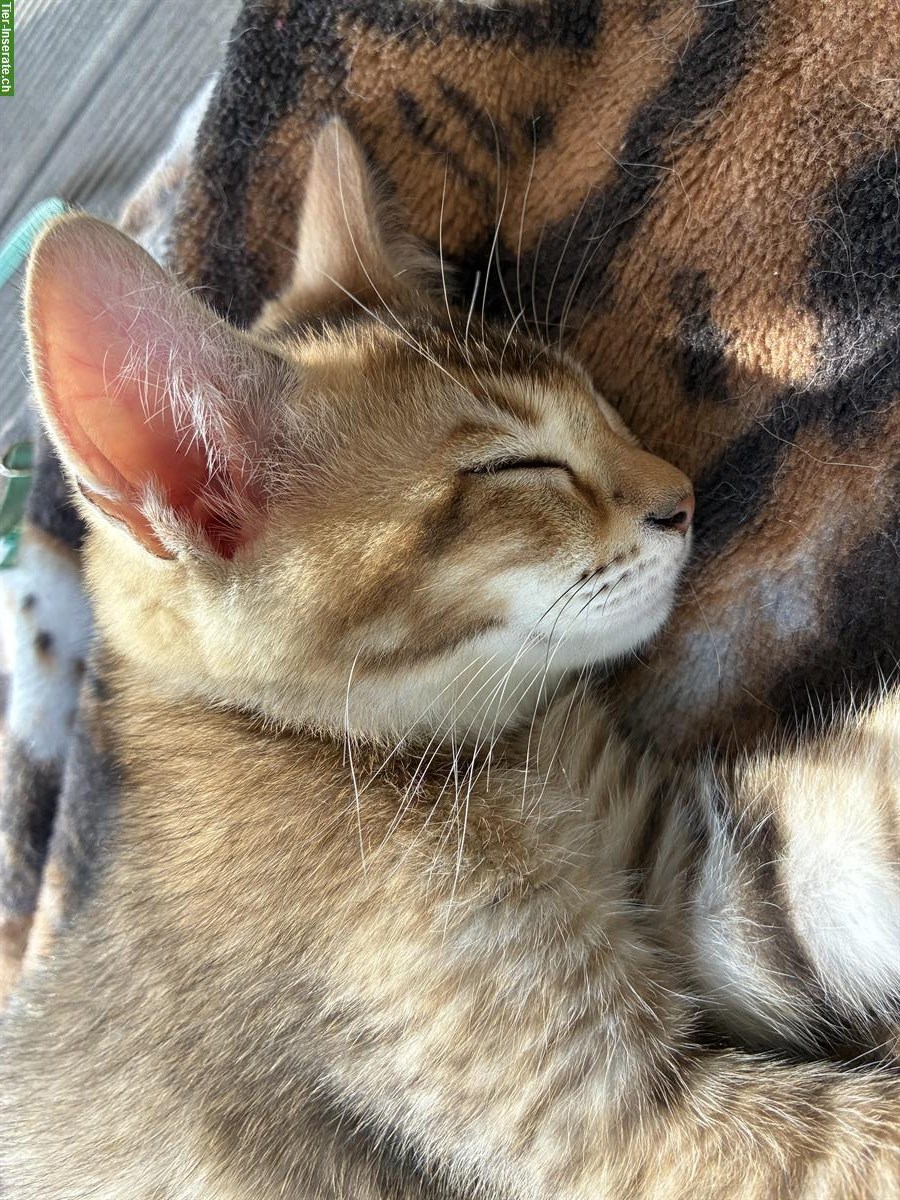 Bild 3: Britisch Langhaar x Bengal Mix Katerchen