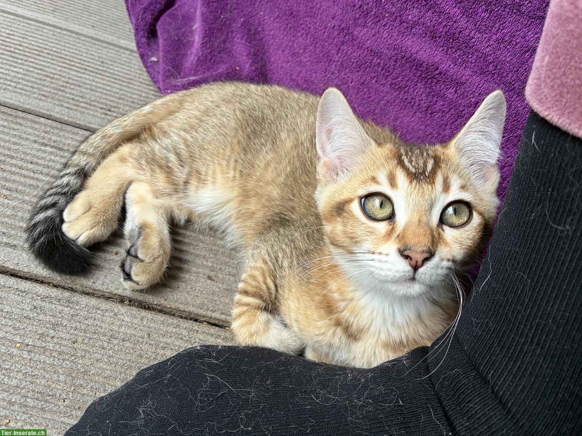 Bild 4: Britisch Langhaar x Bengal Mix Kitten