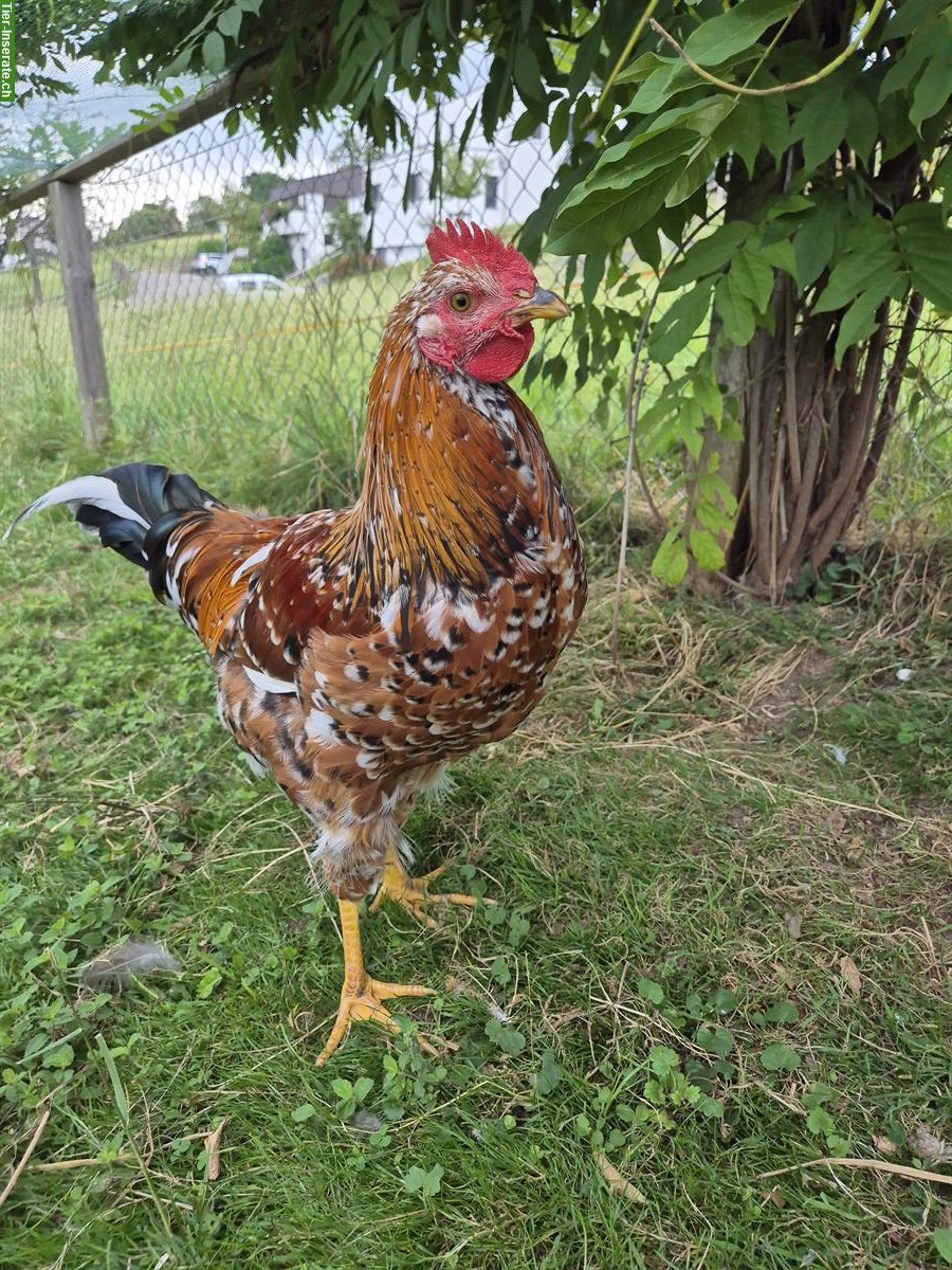 2x Schwedische Blumenhähne abzugeben