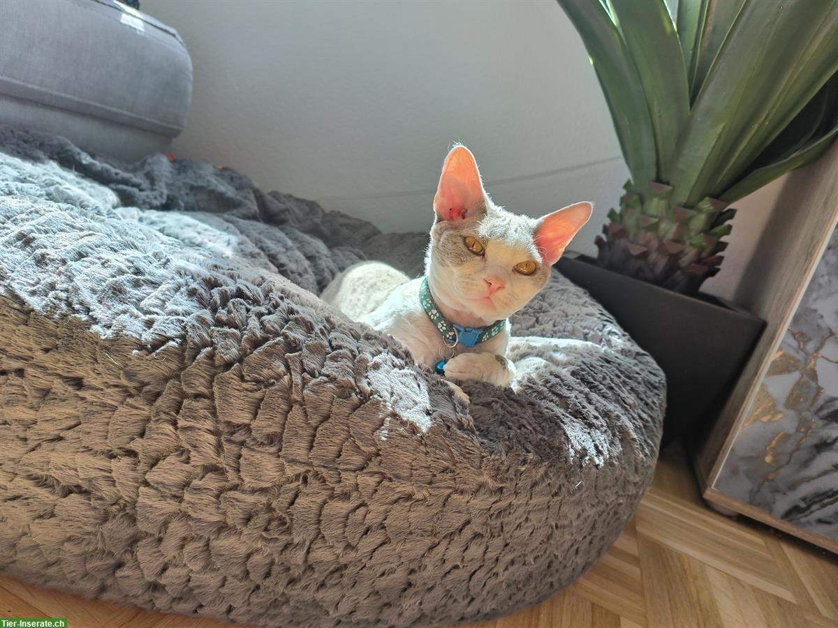 Wundervoller Devon Rex Deckkater