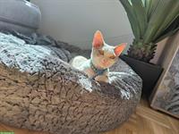 Wundervoller Devon Rex Deckkater