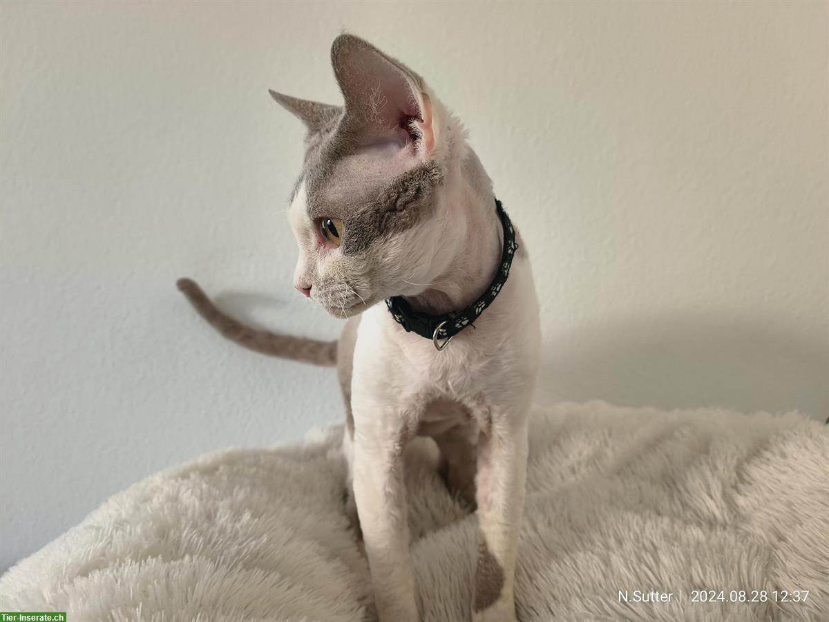 Bild 2: Wundervoller Devon Rex Deckkater