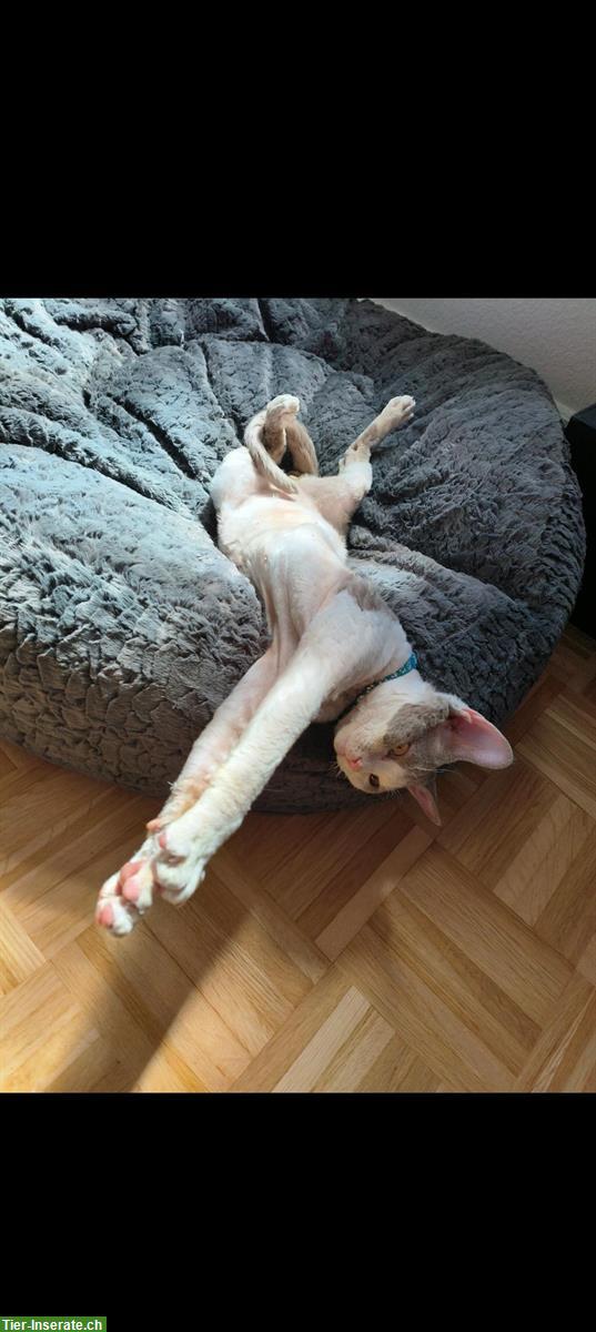 Bild 4: Wundervoller Devon Rex Deckkater