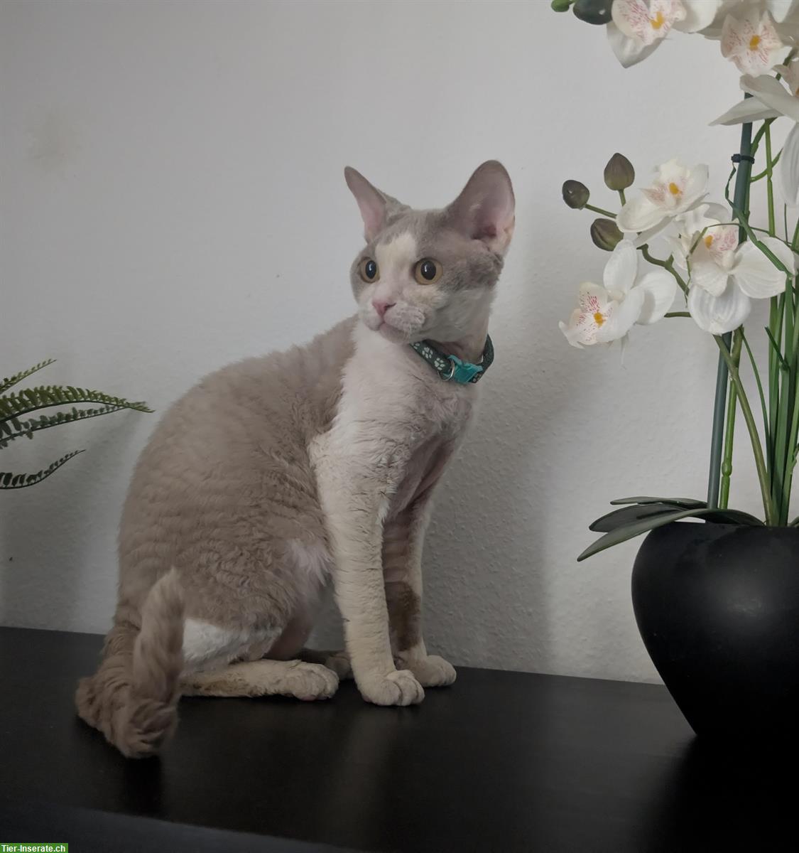 Bild 5: Wundervoller Devon Rex Deckkater