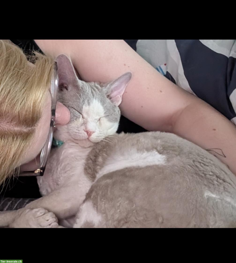 Bild 6: Wundervoller Devon Rex Deckkater