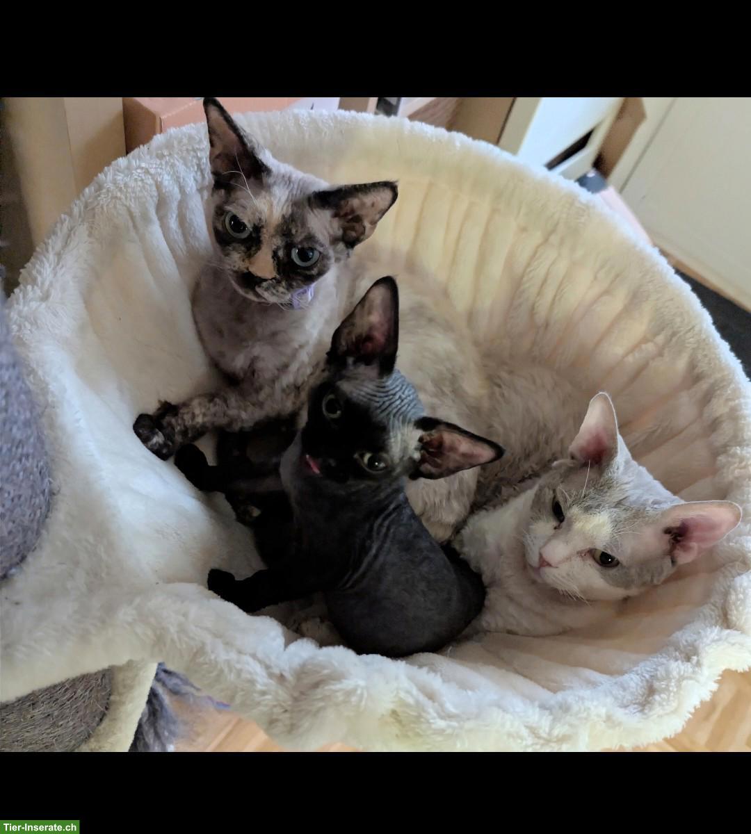 Bild 7: Wundervoller Devon Rex Deckkater