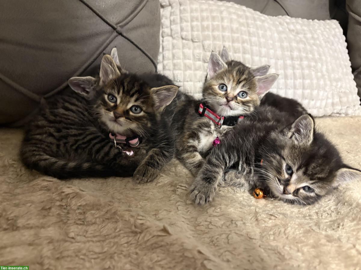 🐾 Süße Katzenbabys suchen ein liebevolles Zuhause 🏡