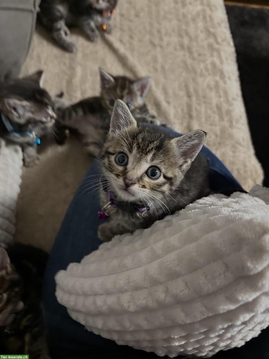 Bild 2: 🐾 Süße Katzenbabys suchen ein liebevolles Zuhause 🏡