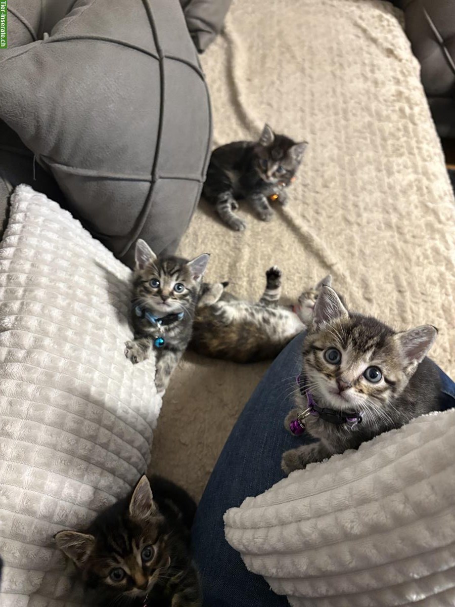 Bild 3: 🐾 Süße Katzenbabys suchen ein liebevolles Zuhause 🏡