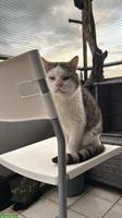 3 Katzen, 2 Kater und 1 Kätzin zu verkaufen