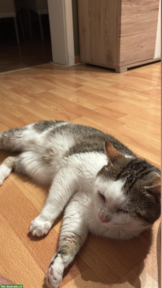Bild 2: 3 Katzen, 2 Kater und 1 Kätzin zu verkaufen
