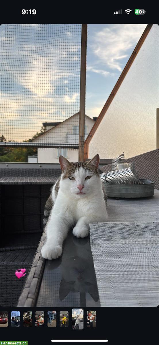 Bild 3: 3 Katzen, 2 Kater und 1 Kätzin zu verkaufen