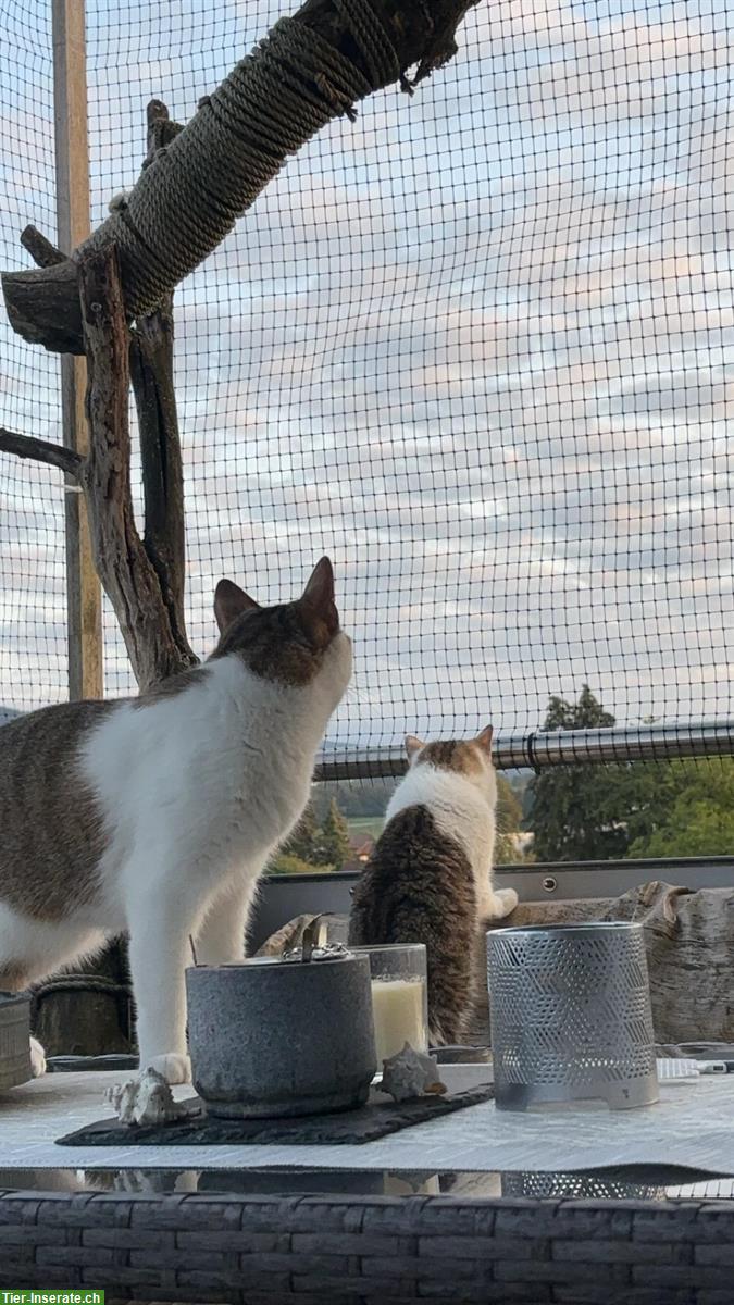 Bild 4: 3 Katzen, 2 Kater und 1 Kätzin zu verkaufen
