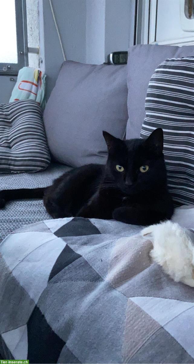 Bild 5: 3 Katzen, 2 Kater und 1 Kätzin zu verkaufen