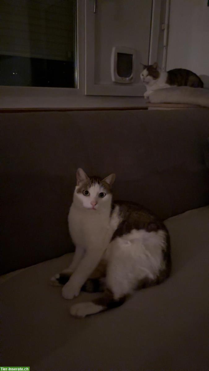 Bild 6: 3 Katzen, 2 Kater und 1 Kätzin zu verkaufen