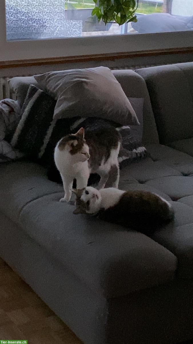 Bild 7: 3 Katzen, 2 Kater und 1 Kätzin zu verkaufen