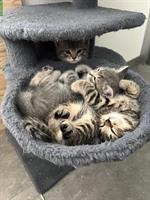 Reinrassige BKH Kitten m/w zu verkaufen