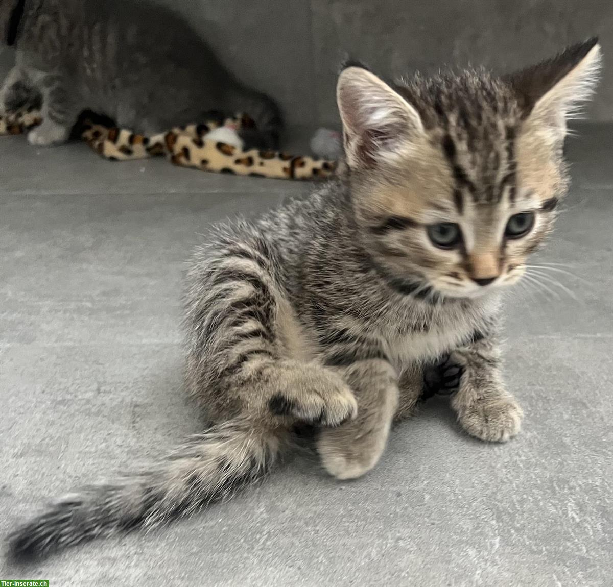 Bild 2: Reinrassige BKH Kitten m/w zu verkaufen