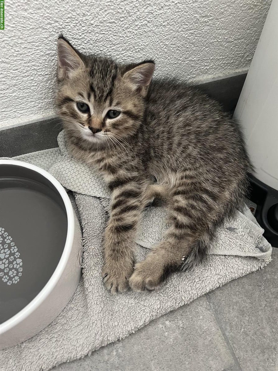 Bild 3: Reinrassige BKH Kitten m/w zu verkaufen