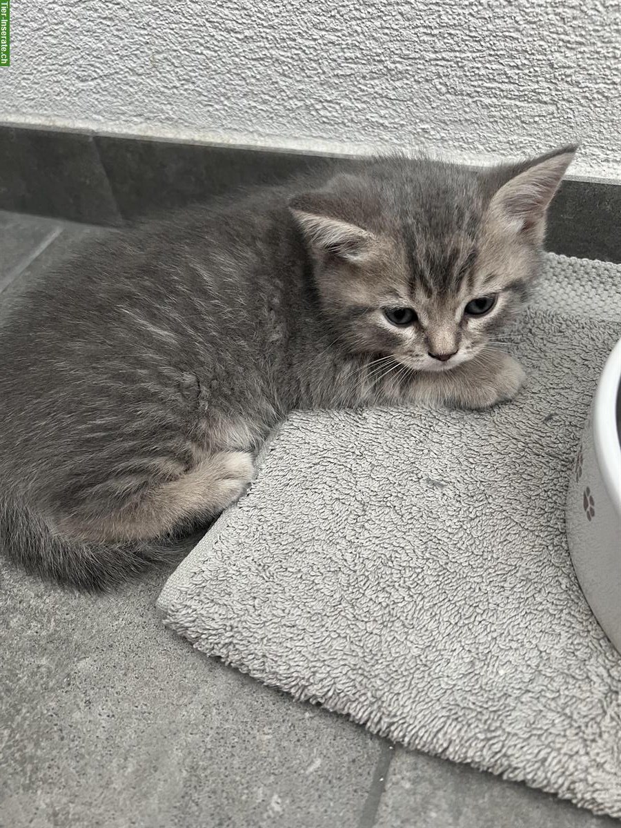 Bild 4: Reinrassige BKH Kitten m/w zu verkaufen