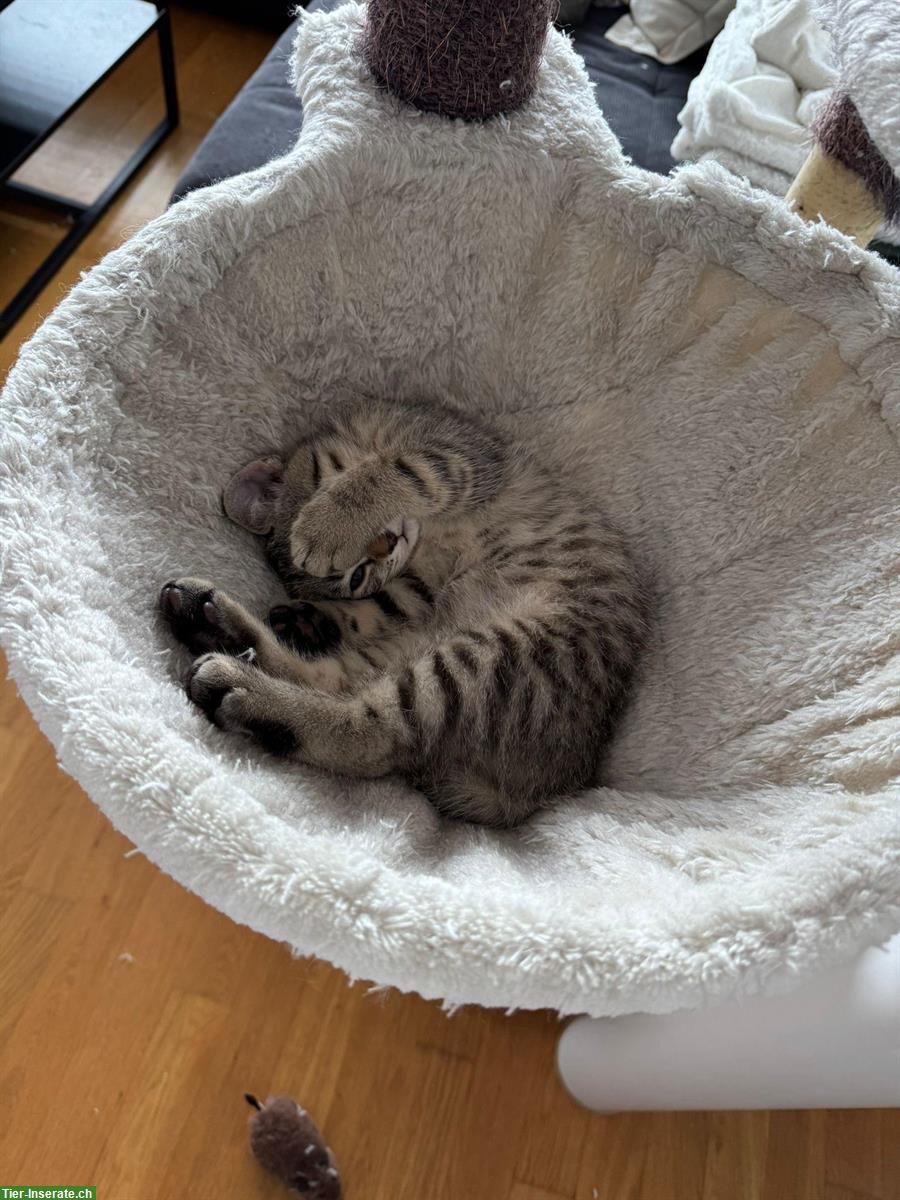 Bild 5: Letztes reinrassiges BKH Kitten zu verkaufen