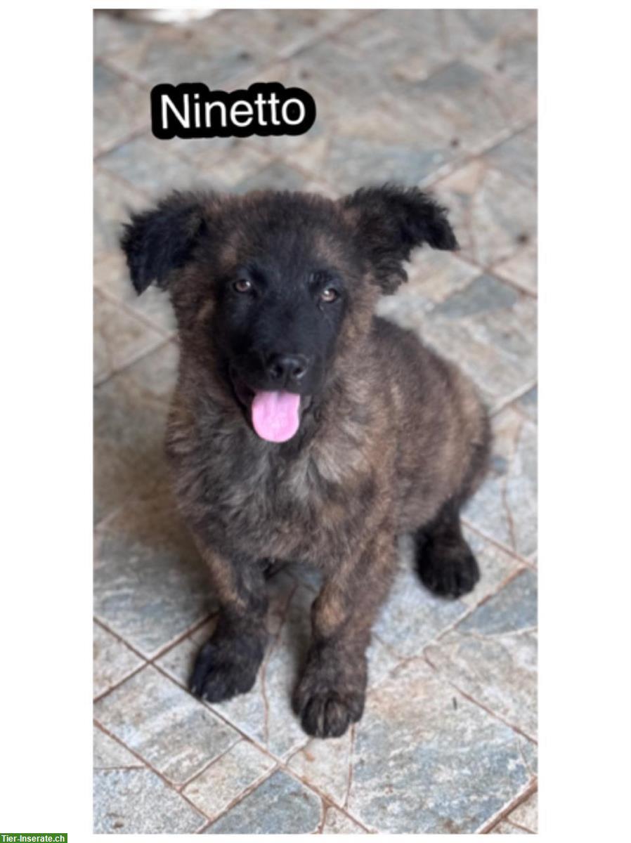 Jungspund Rüde Nino sucht seine Menschen