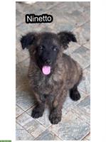 Jungspund Rüde Nino sucht seine Menschen